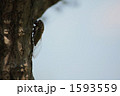 1593559
