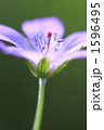 1596495