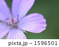 1596501