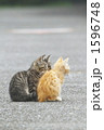 野良ネコ2匹