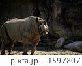 サイ