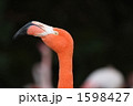 ベニイロフラミンゴ