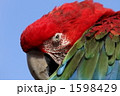 ベニコンゴウインコ