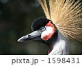 ホオジロカンムリヅル