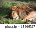 百獣の王のお昼寝