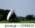 1599620