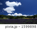 ラベンダー畑