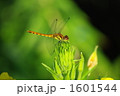 未熟期の赤とんぼ