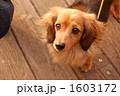 うるうるわんこ