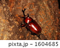 1604685