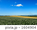 青空の下の芋畑と麦畑