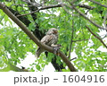 餌を獲ったエゾフクロウ