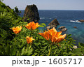 島武意海岸・エゾスカシユリ