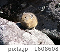 ナキウサギ