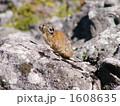 ナキウサギ