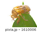 セミのぬけがら せみのぬけがら 蝉の抜け殻