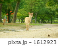 小鹿