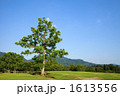 奈良公園飛火野