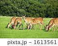 奈良公園の鹿
