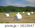 白い牧草ロール