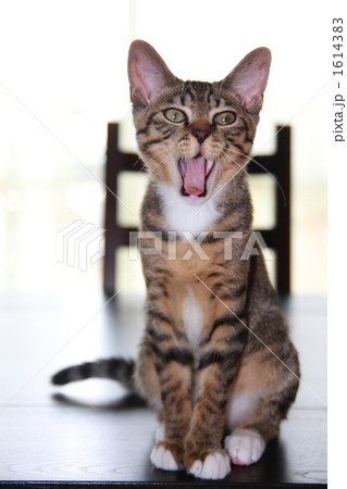 猫 見つめる 家猫