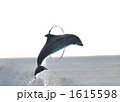 イルカ