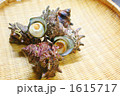 活さざえ