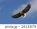 空の王者