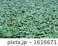 初夏の蓮の池
