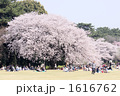 お花見