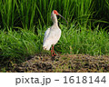 新潟市に飛来した放鳥トキ18番 1618144