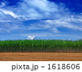 サトウキビ畑