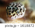 レオパードゲッコーの鋭い眼光。