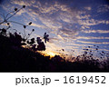 夕暮れ時のコスモス／よこ
