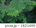 ヒノキの葉