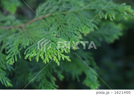 「ヒノキの葉」の写真素材 「ヒノキの葉」の写真素材