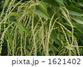 栗の花