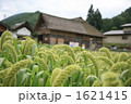今では少なくなった粟を作っている農家