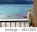 cockatoo、海と人間を見下ろす