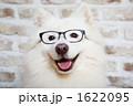可愛らしい子犬