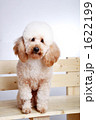 可愛らしい子犬_6