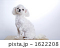 可愛らしい子犬_7