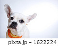 可愛らしい子犬_9 可愛らしい子犬_9