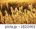 曽爾高原のススキ