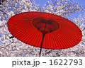 桜と野点