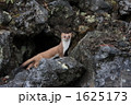 エゾオコジョ全体像