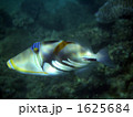 1625684