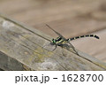 日本一のサナエトンボ　～コオニヤンマ～