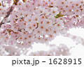 満開のソメイヨシノ