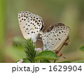 ヤマトシジミ